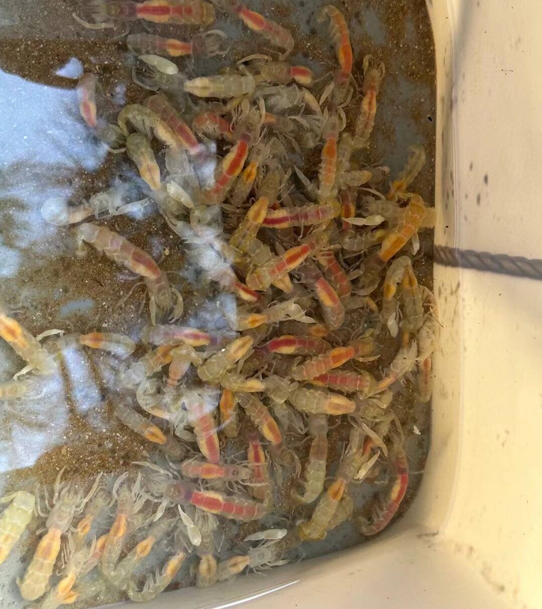 liting65879's tweet photo. Do you know what this is? https://t.co/4muKd9YxQI