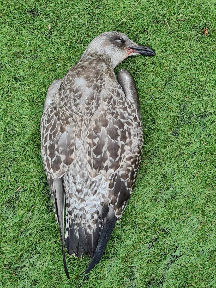 ForFeathers's tweet photo. Yesterday we said goodbye to Thomas who had been used as a football by Students at Llandrillo College in Rhos on Sea 💔 

we have written to the College to ask how we can work together to prevent this from ever happening again @colegllandrillo  
#AnimalAbuse #birds #wildlife https://t.co/GEDOJ8Vow1