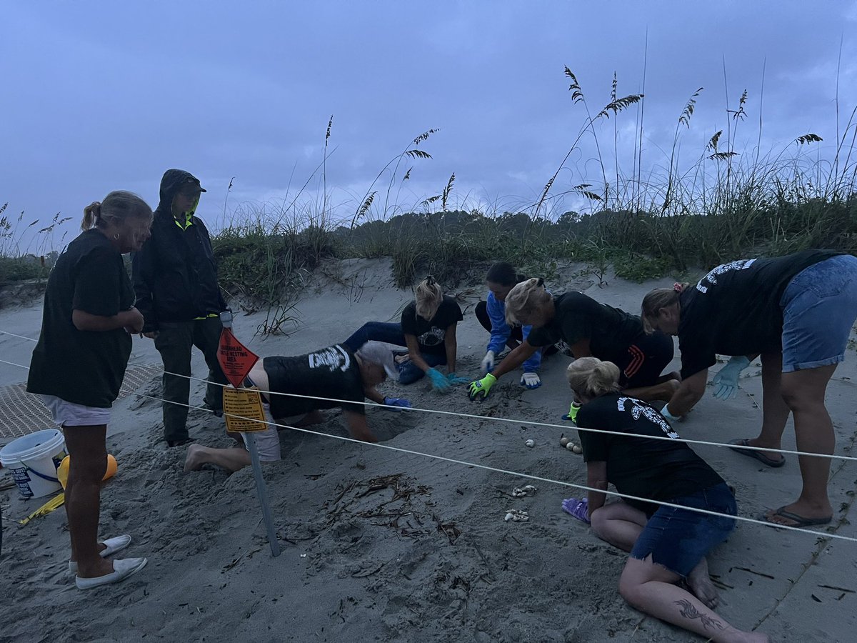 CarolinaGirlGen's tweet photo. Mornin’ from the beach! Poring rain during the nest inventory! One hatchling left to help to the ocean. Dedicated Team!
#TurtlePatrol #LoggerheadSeaTurtles #BeachLife https://t.co/gPtRKvcgPQ