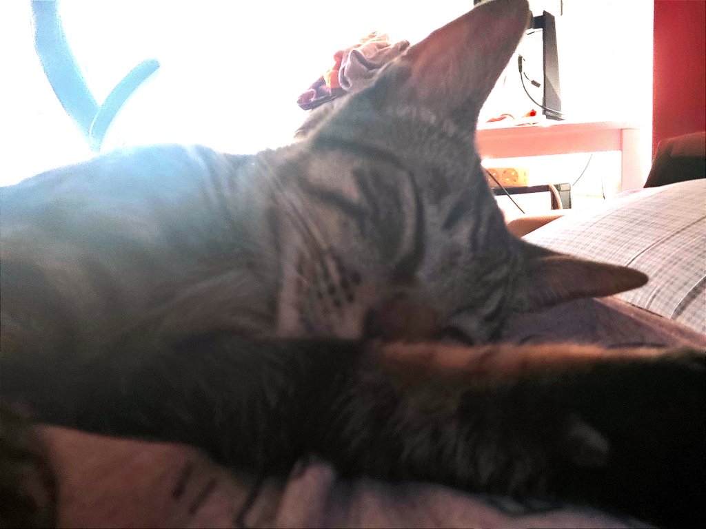 NathKSun's tweet photo. We found this angel right at our door, meowing scared... 
And now that's been almost 2 months since that... I can say formaly that he's now a member of our family. 
His name is Pincel (Brush in spanish). His tail it's like a brush.
Our home is full of love and cat's hair now ✨💜 https://t.co/6Zodhcp6k7