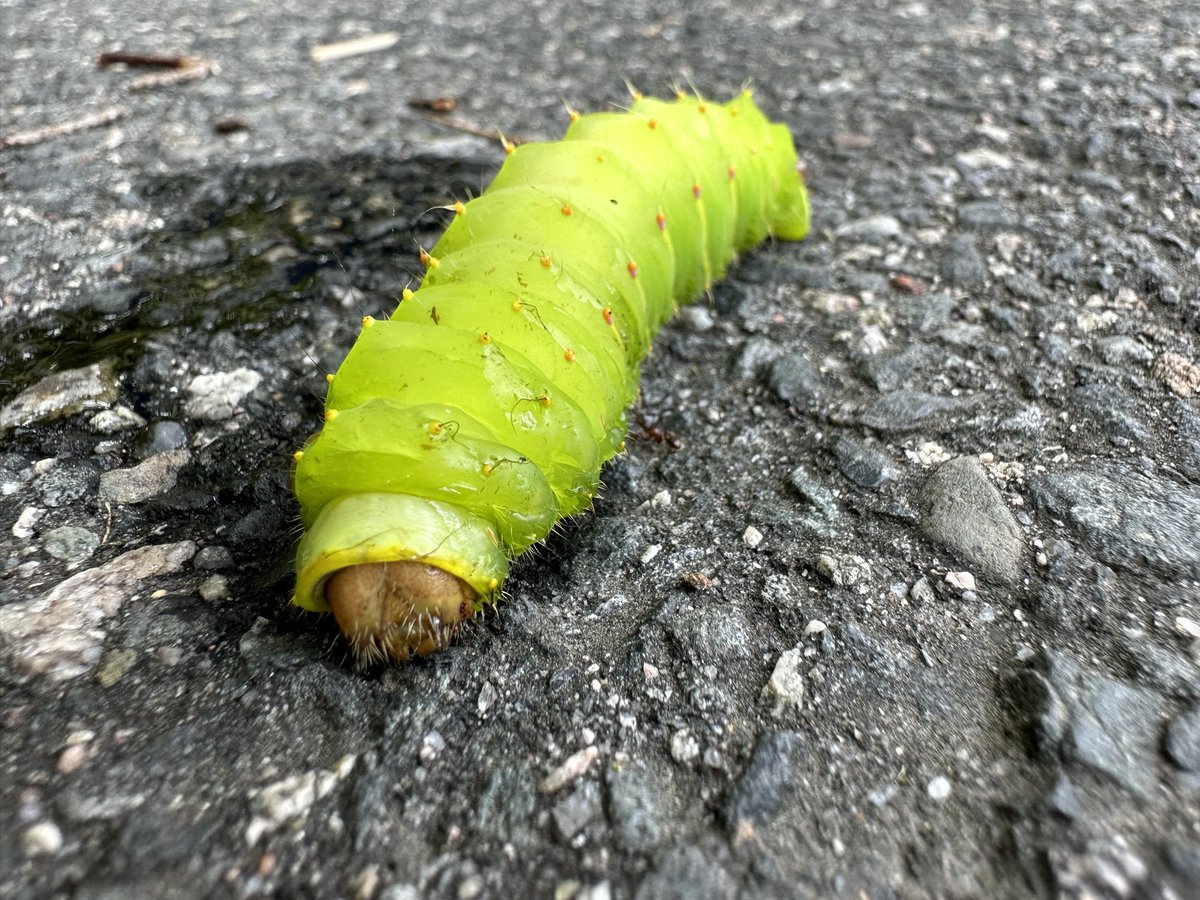 No mushrooms today but I did find one Godzilla caterpillar (like 3 inches long!)