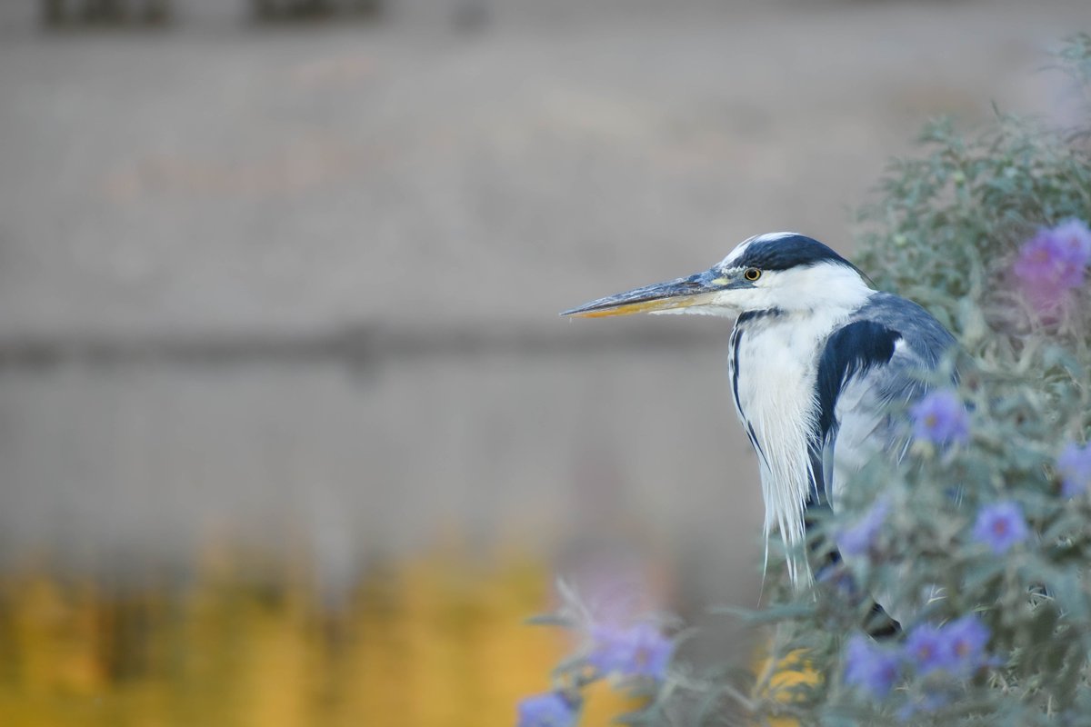 Grey heron - Σταχτοτσικνιάς (Ardea cinerea)

#ArdeaCinerea #wildlifephotography #wildlife #birds #TwitterNatureCommunity #TwitterNaturePhotography #birdphotography #nature #NaturePhotography #NatureBeauty #birdwatching  #birding #birdlovers
#Greece