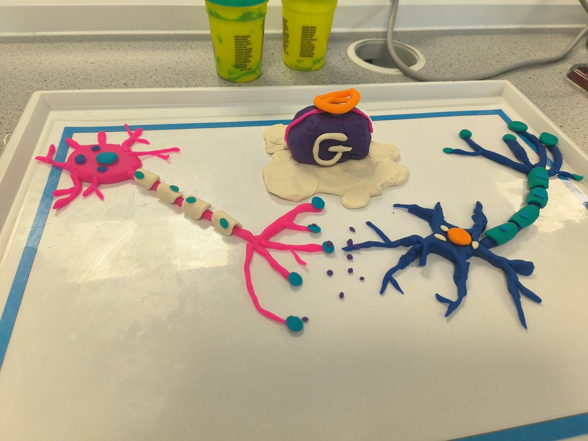 Congratulations to the Play Doh neuron prize winners from <a href="/NeuroGlasgow/">University of Glasgow BSc/MSci Neuroscience</a>. @DrEmmaReid1 and @peter_moult can we do this every Friday?!😁🤞