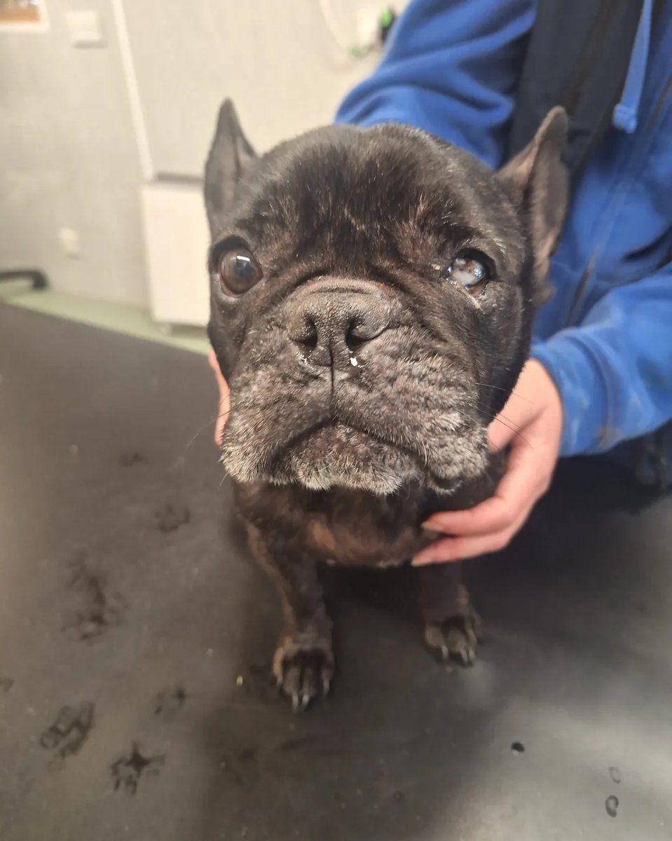 Please retweet APPEAL FOR INFORMATION #SWALE #KENT #UK French Bulldog found around Richmond Street, #Sheerness yesterday. 'She's chipped, but the details haven't been kept up to date. We've named her Rosie and she's an extreme welfare case. She's very underweight, appears to