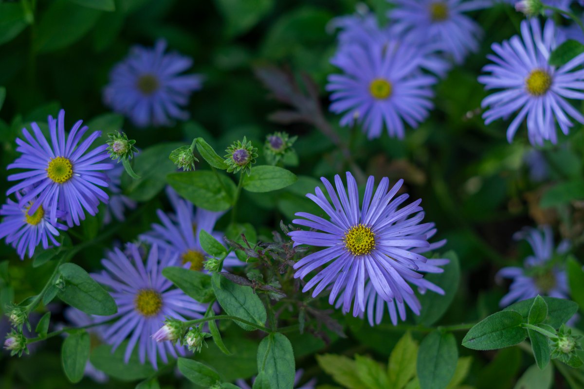 DorteHedengran's tweet photo. Beautiful blue flowers in the afternoon sun🌺
#Denmark #SonyAlpha #NaturePhotography #photooftheday #September22th #FridayVibes #FridayMood #Friday #Flowers
📸Dorte Hedengran https://t.co/5p55TkrYJU