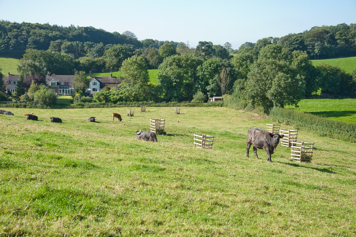 NatForestCo's tweet photo. 📣Looking for a new #opportunity? 

We’re looking for a Woodland Advisor to support the delivery of our woodland management, forest creation, and woodland economy programmes.🌳

 👉Apply and find out more: https://t.co/6pJkWTQxKy https://t.co/N12yPPEAQa