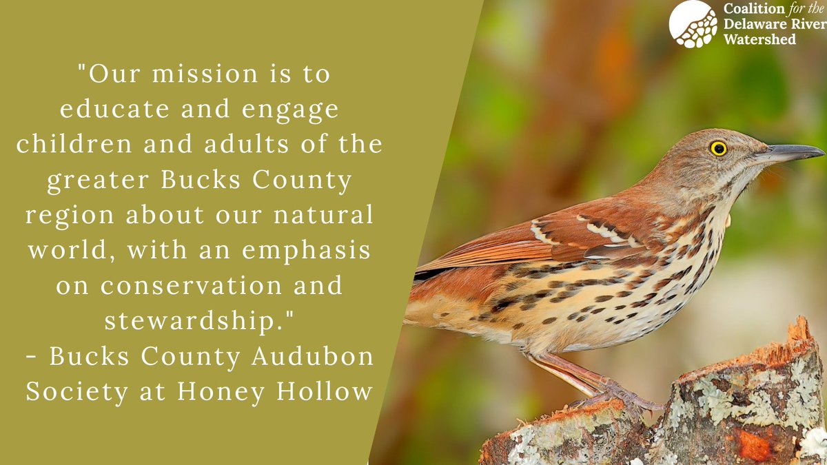 DelRivCoalition's tweet photo. Meet CDRW member @BucksCoAudubon at Honey Hollow, who advocates for healthy habitats for wildlife! Learn more about their impact on the #DelRiverWatershed here> https://t.co/AYPtxYiE77 #CDRWFridayFeature https://t.co/A31FKMokE7
