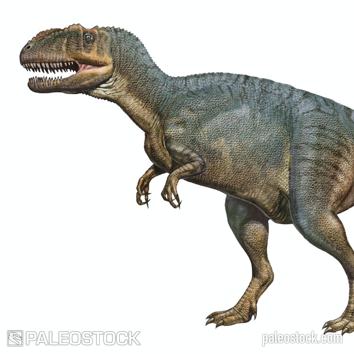 ngarland's tweet photo. GetPaleostock: Yangchuanosaurus is a large carnivorous metriacanthosaurid theropod dinosaur from the Late Jurassic of China.

License this stock resource at: https://t.co/uhDT9ioXSy

Illustration by Sergey Krasovskiy

#paleontology #paleoart https://t.co/Rp70EwhwKd