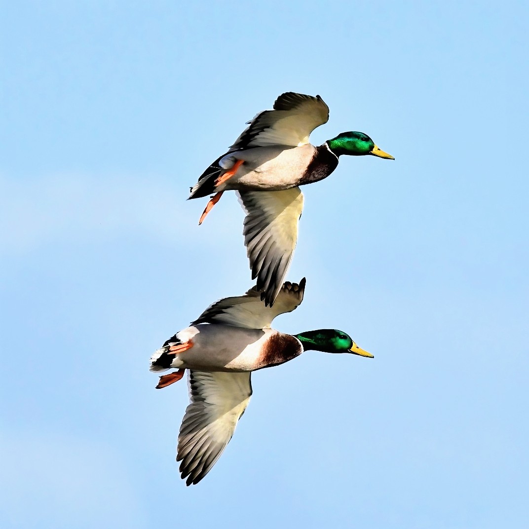 Peter Clayton tweet media