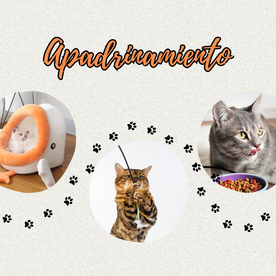 feemasa2002's tweet photo. ¿Te encantan los gatos pero no puedes tener uno? ¡Te ofrecemos la opción de que apadrines a uno!  😻

¿En qué consiste? es una donación mensual de mínimo 10€ para el cuidado y bienestar de tu ahijado felino. Más info por DM. 📩

¡Te esperamos! 🧡

 #catlovers #grancanaria https://t.co/C4phyMRHKJ