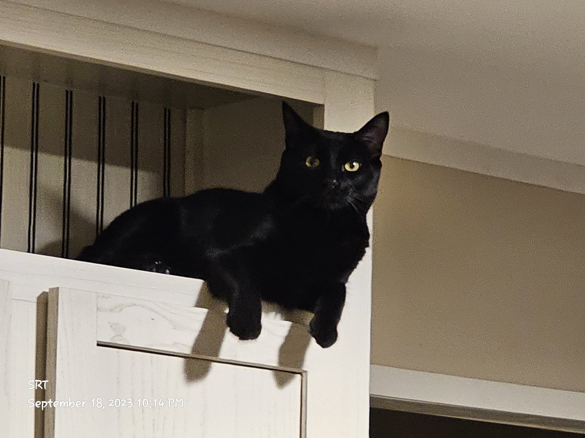 CowboyTheBengal's tweet photo. @ColeTheBlackCat We disagree, too!!
Meet Logan! A little guy, who's little family survived exposure to a kitten with rabies.
#BlackCatFuriday #BlackCats #HousePanthers https://t.co/ydH84IBGLT