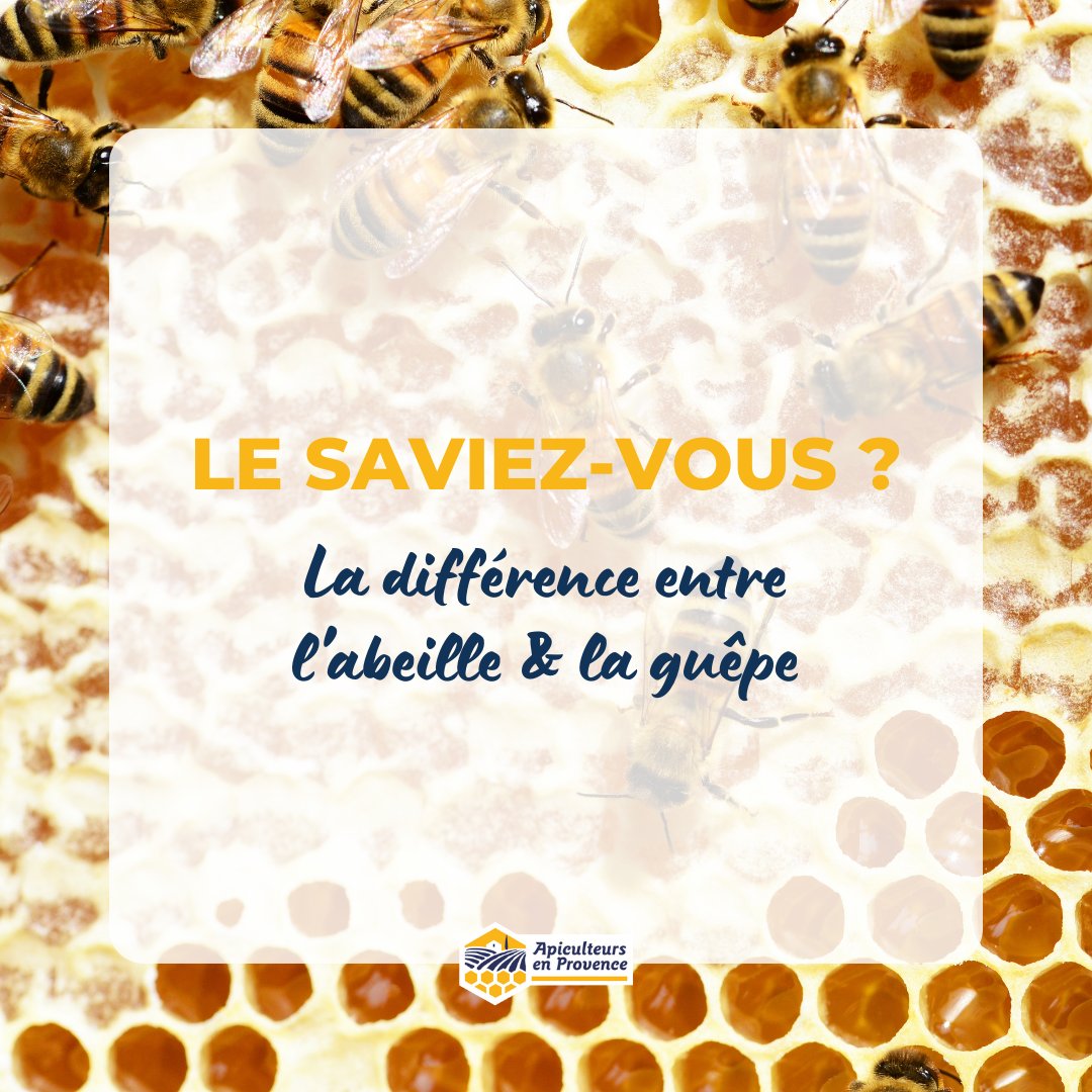 Apiculteurs en Provence tweet media