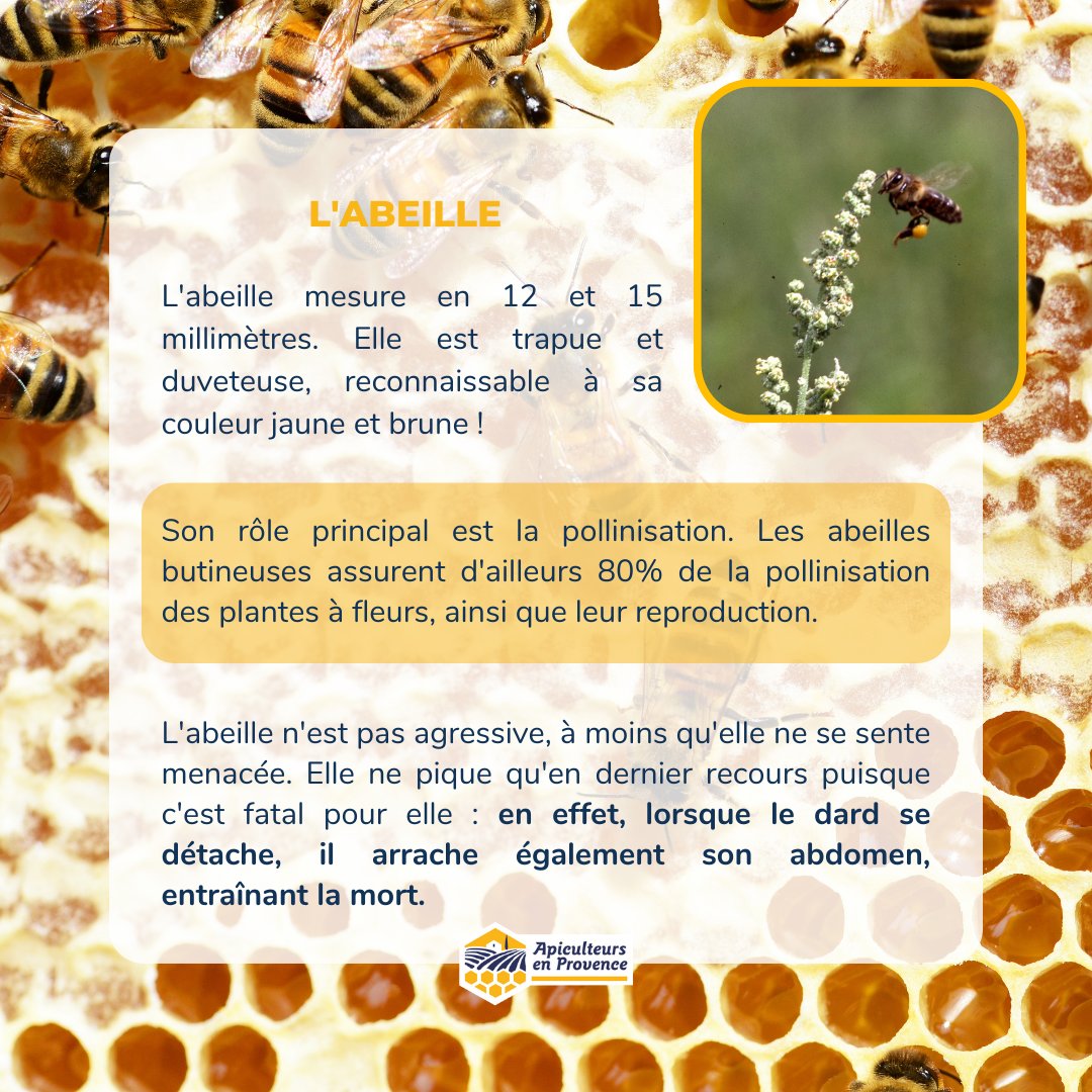 Apiculteurs en Provence tweet media