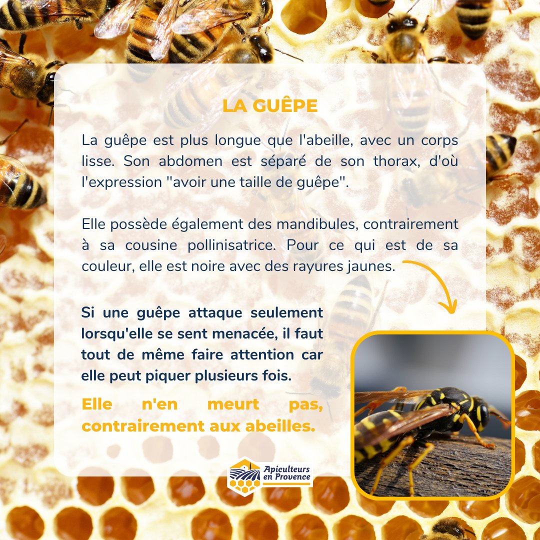 Apiculteurs en Provence tweet media