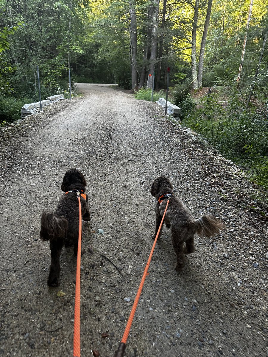 Late entry.  #PAWSforPAD  Out for a walk with the two 🐻🐻.  Question is who’s walking who?? <a href="/VascularSVS/">Society for Vascular Surgery</a> #2023stepchallenge #SVSFoundation #KodiakandGrizzly