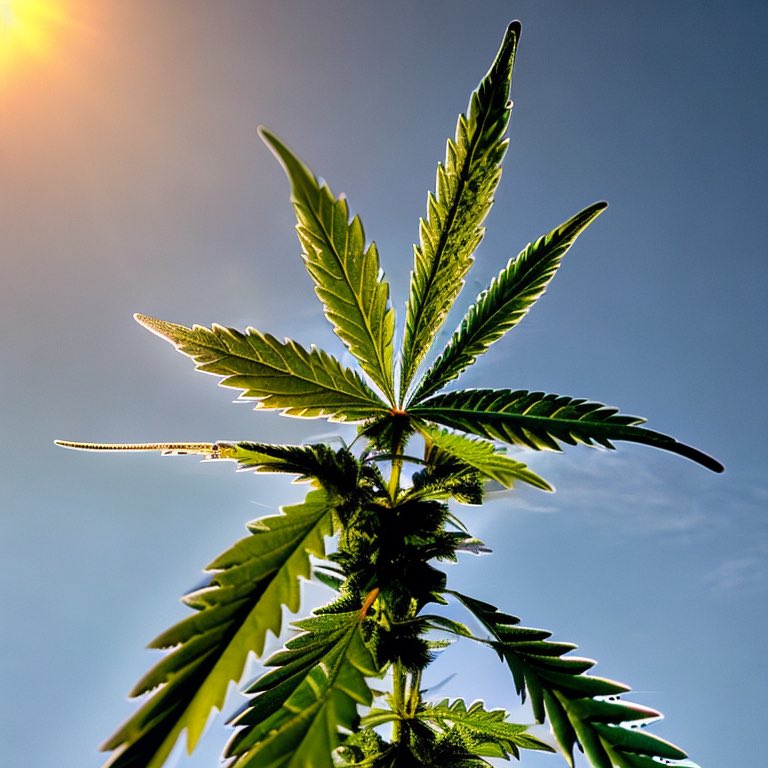 truth_hemp's tweet photo. Be sure your plants have plenty of sun. https://t.co/fNZ7ftvBHE