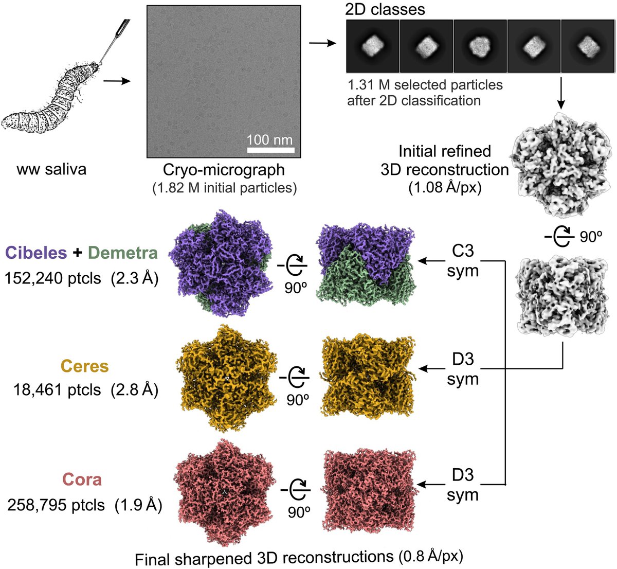 KevinKaichuang's tweet photo. Structures of hexamerins (!) from wax worm saliva (!!) that break down plastics (!!!). 

@EAriasPalomo

https://t.co/YHd90YaX6a https://t.co/25Ni6Y4pcU