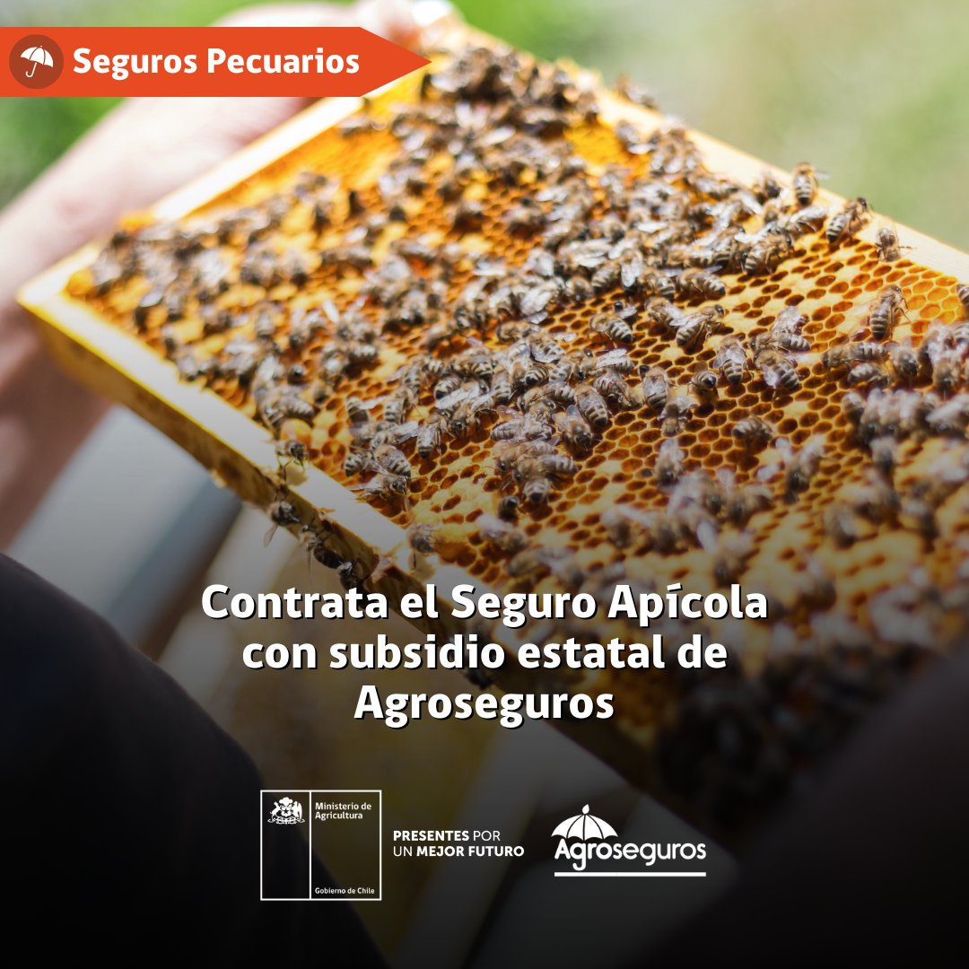 💡¿Lo sabías? El Seguro Apícola con subsidio estatal de Agroseguros es un instrumento de transferencia del riesgo que permite asegurar pérdidas en producción, material vivo y colmena. 🐝🍯

🔎Más información bit.ly/2HKIAmy
✅Simula tu contratación bit.ly/2Qf08xE