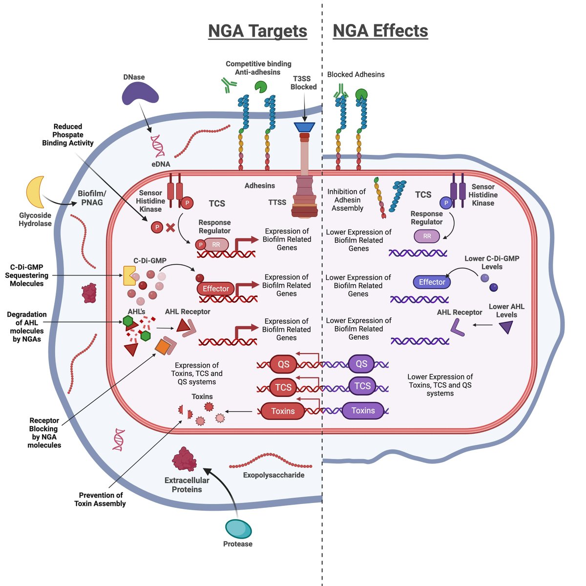 Can we limit infection by disarming pathogens rather than killing them? In this review we discuss the current state of play with this approach to tackle antibiotic resistance.
nature.com/articles/s4425…