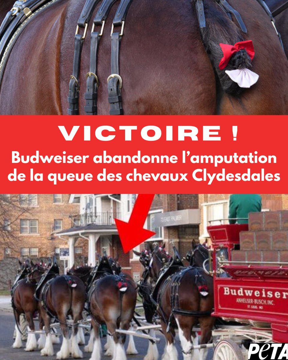 PETA_France's tweet photo. Une nouvelle victoire pour PETA ! 🍻
Budweiser abandonne l’amputation de la queue des chevaux Clydesdales. Cela envoie un message à toutes les entreprises : la maltraitance animale ne paie pas. https://t.co/wgPO9SfuSK