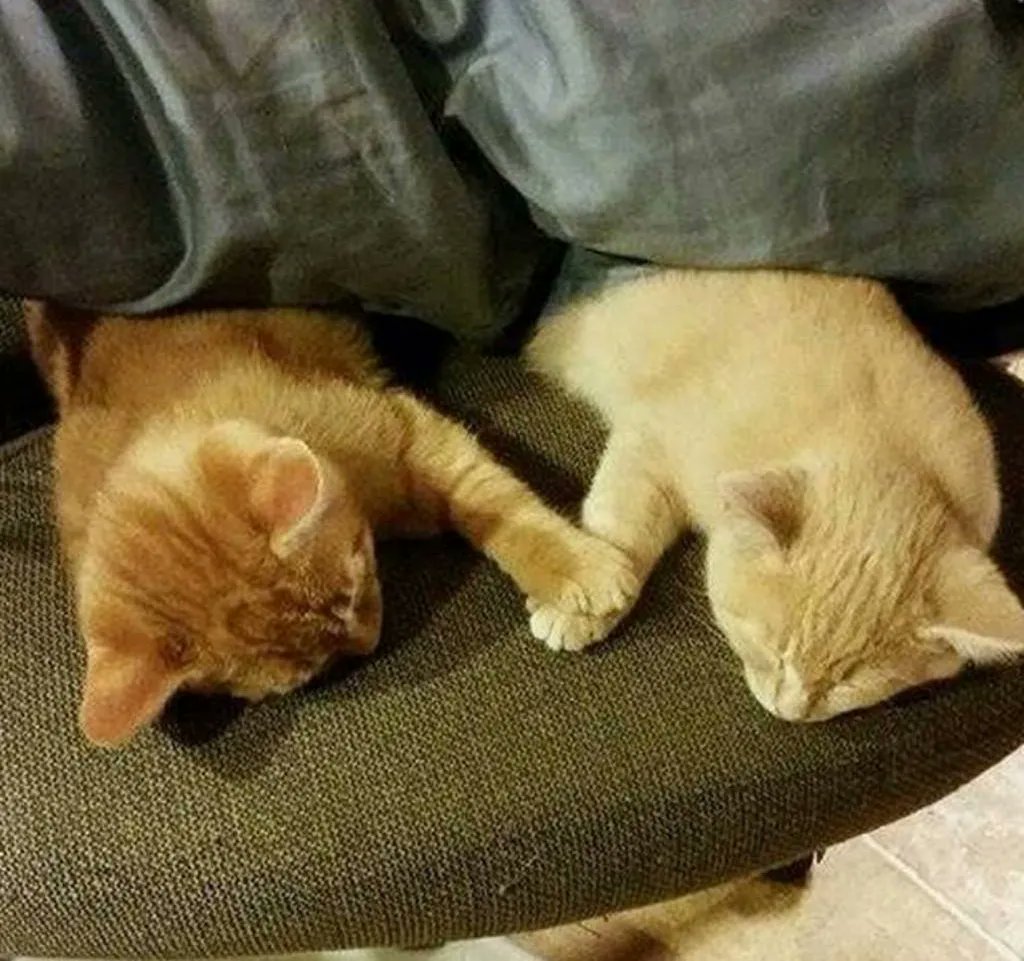 Why you should have a cat (@shouldhavecat) on Twitter photo 