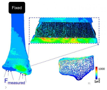 PhD opportunity at WPI in central Massachusetts with <a href="/Troy_BiomechLab/">Karen Troy</a> studying bone mechanics and metatarsal bone stress injury. 
biomch-l.isbweb.org/forum/biomch-l…
Lab: wp.wpi.edu/mbl/projects/
