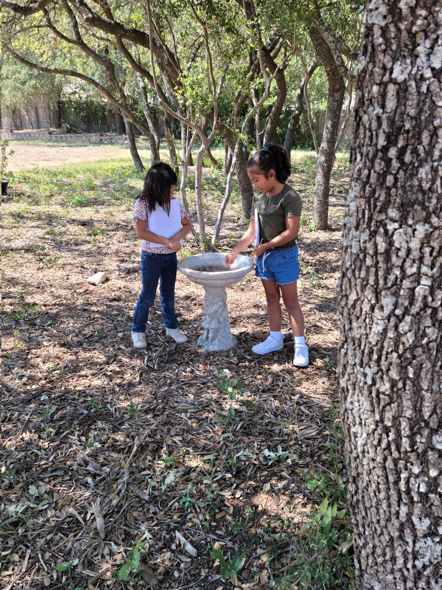 AveryBarnes18's tweet photo. This garden is a wonderful place to explore nature and its physical characteristics! The weather was perfect for an outdoor science lesson.@NISDMurnin https://t.co/nSo0AOryla