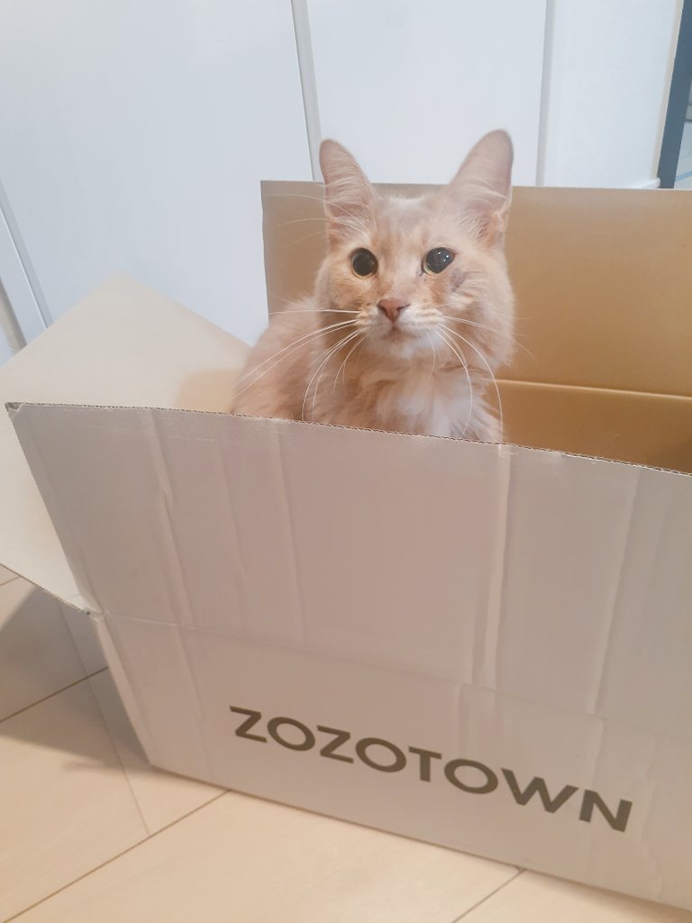 zozotowmで買ったら初めて白い箱で届いた。調べたら何やらキャンペーンみたい。さっそく猫様のお気に入りに🐱
(注)送られてきたのは猫ではありません。
#ZOZOWEEK箱CP