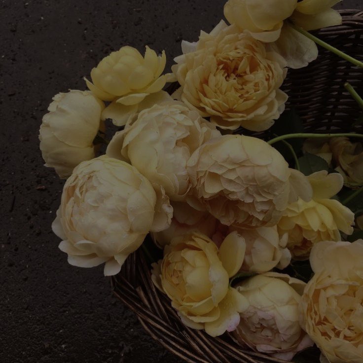 ⠀ ⠀ 

      𝕱𝗹𝗼𝗿𝗲𝘀 𝗮𝗺𝗮𝗿𝗶𝗹𝗹𝗮𝘀
                    𝗽𝗮𝗿𝗮 𝘀𝘂𝘀 𝘀𝗲𝗿𝗲𝘀 𝗾𝘂𝗲𝗿𝗶𝗱𝗼𝘀.

 ⠀ ⠀ ⠀ ⠀