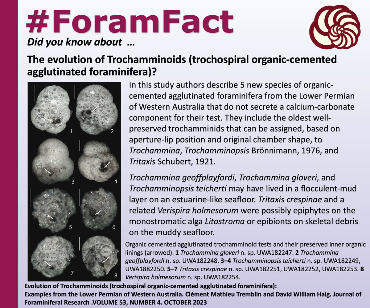 CushmanFdn's tweet photo. Did you know about  …
The evolution of Trochamminoids ?
In this study authors describe 5 new species of organic-cemented agglutinated foraminifera from the Lower Permian of Western Australia that do not secrete a calcium-carbonatecomponent for their test
#foramfact #foramfriday https://t.co/W2HIwTv39n