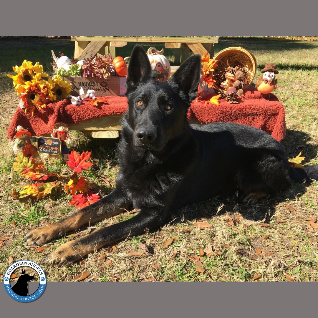 🍁It's an 'almost first day of fall #FurryFriday!' This sweet future Super #ServiceDog looks ready for the cooler temps & changing leaves🍂 #Love #GSD #ServiceDogs #DogTwitter #DogsofTwitter