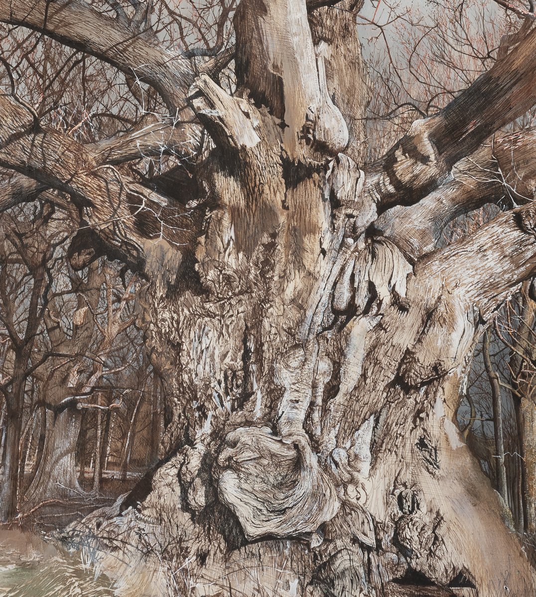 Detail from my painting of the gnarled and fissured bark of the 1000 yr old Windsor Signing oak. Sepia pen &ink, watercolour, gesso, egg tempera
#oak #trees #drawing #landscape #windsorgreatpark #painting #climatecatastrophe