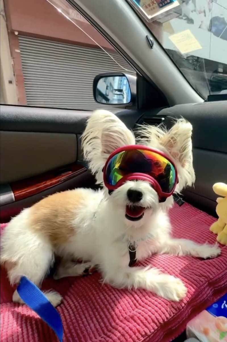 Luna_Morkie's tweet photo. Do I look cool? Please comment!

Please subscribe my YouTube channel, like and comment 

Let’s go for a ride #shorts #morkie #dog 🐶🐶🐶

Watching 👇
https://t.co/ZJxz6uIbl0

#dogsoftwitter #RexSpecs #cutenessoverload #dogsofyoutube https://t.co/tygkirBKm1