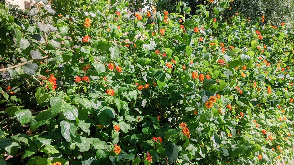 Lantanes. Siempre em fan pensar en cadàvers amagats. Literals i, sobretot, figurats.