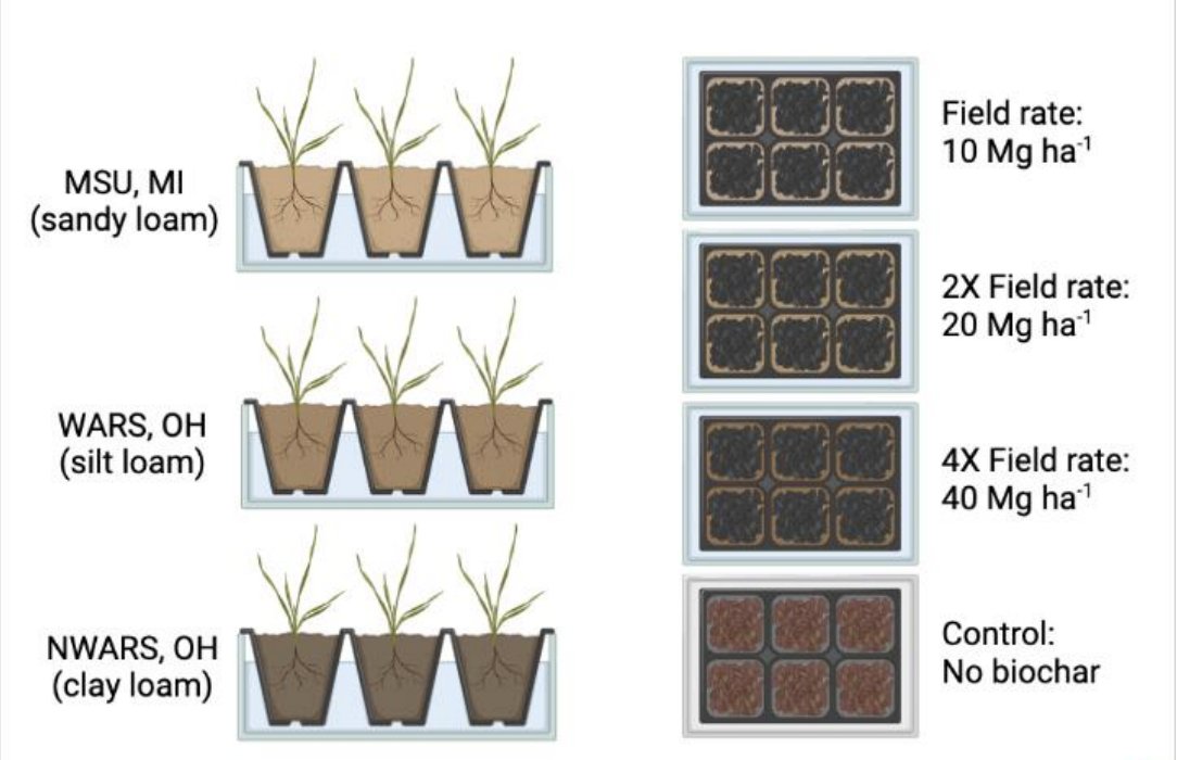 cropforageturf's tweet photo. New #OpenAccess brief #report by @gsilvapumarada, @StepUpSoy, and team.

Find out how #Biochar can be useful in #corn and #soybean production in #Michigan and #Ohio.

Read more: https://t.co/ZRvKxyy5PT

📸: @gsilvapumarada

@MSU_AG @MSU_PSM @OSU_HortCropSci @OSU_Agronomy https://t.co/tJ5YbvI5Qw