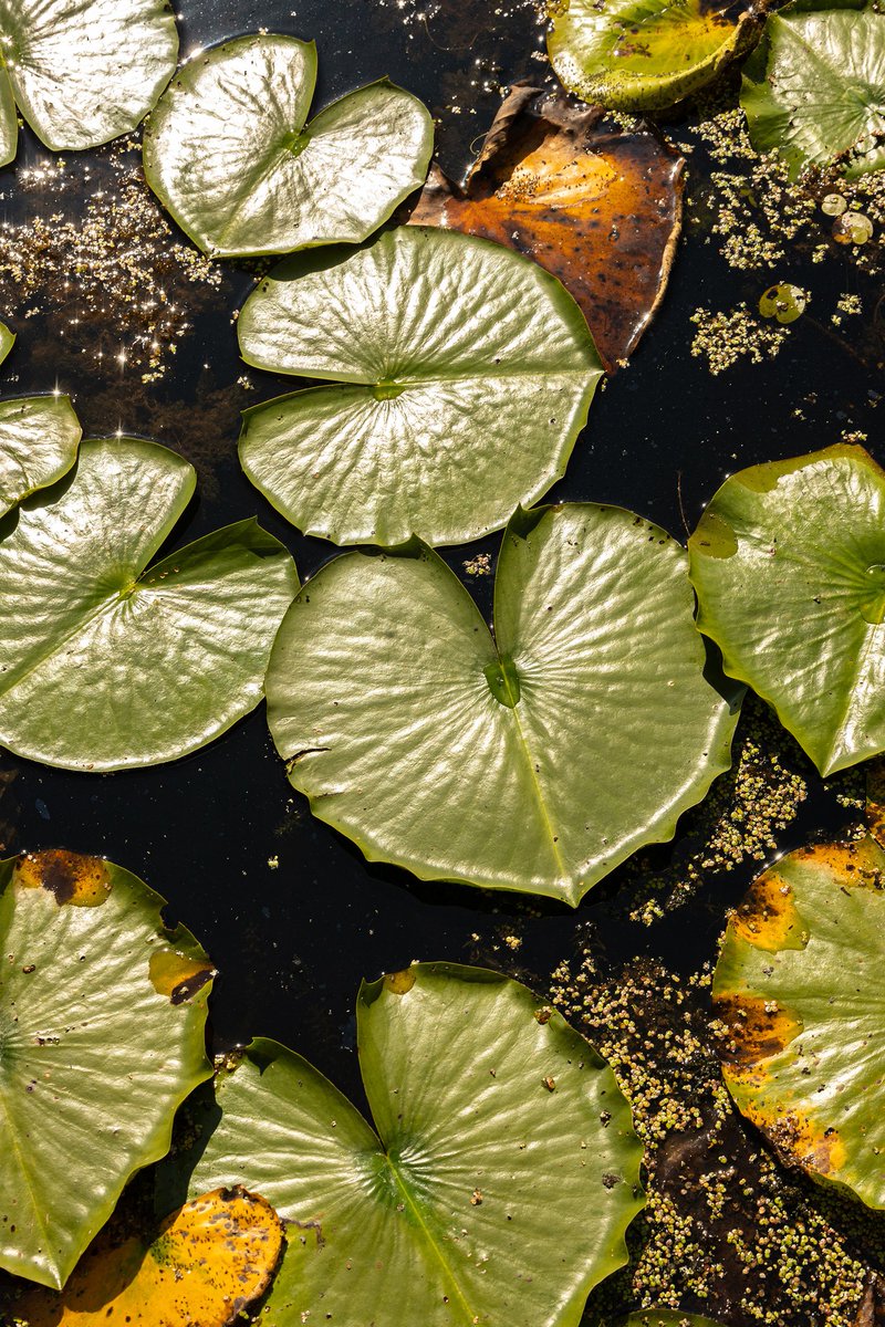 Water lilies at #pointpelee National Park
@pointpeleenationalparkcanada
.
.
#artphotographystyle #abstractphotographyart #artphotography #waterlilies #finartphotography #fineartphotography #lilypads #abstractphotography #pointpeleenationalpark #Plant #Outdoors #Nature #CloseUp