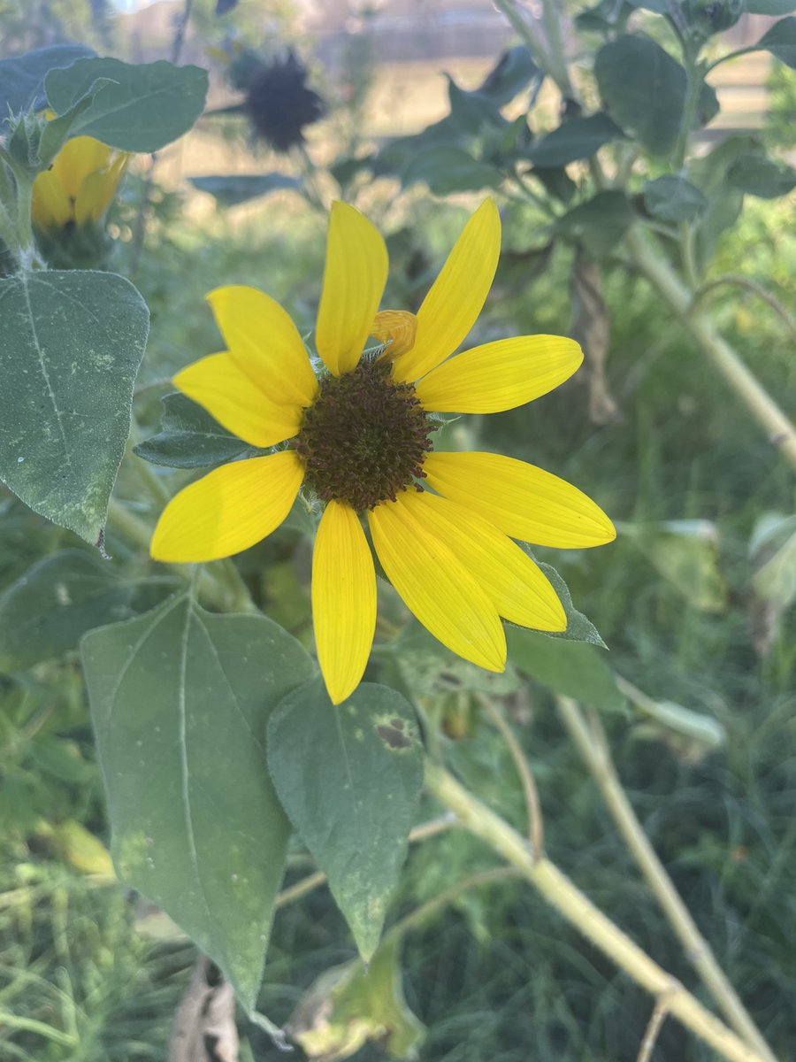 MrsWolfRTGG's tweet photo. Happy Garden Day 🐛🐞🐝🌿🌻🌞 @CFISDKeith ! @CFISDScience @CyFairISD @KeithElemPTO @readygrowgarden #readytogrow #fallveggies #science #outdoors https://t.co/mTvw7nbk6o