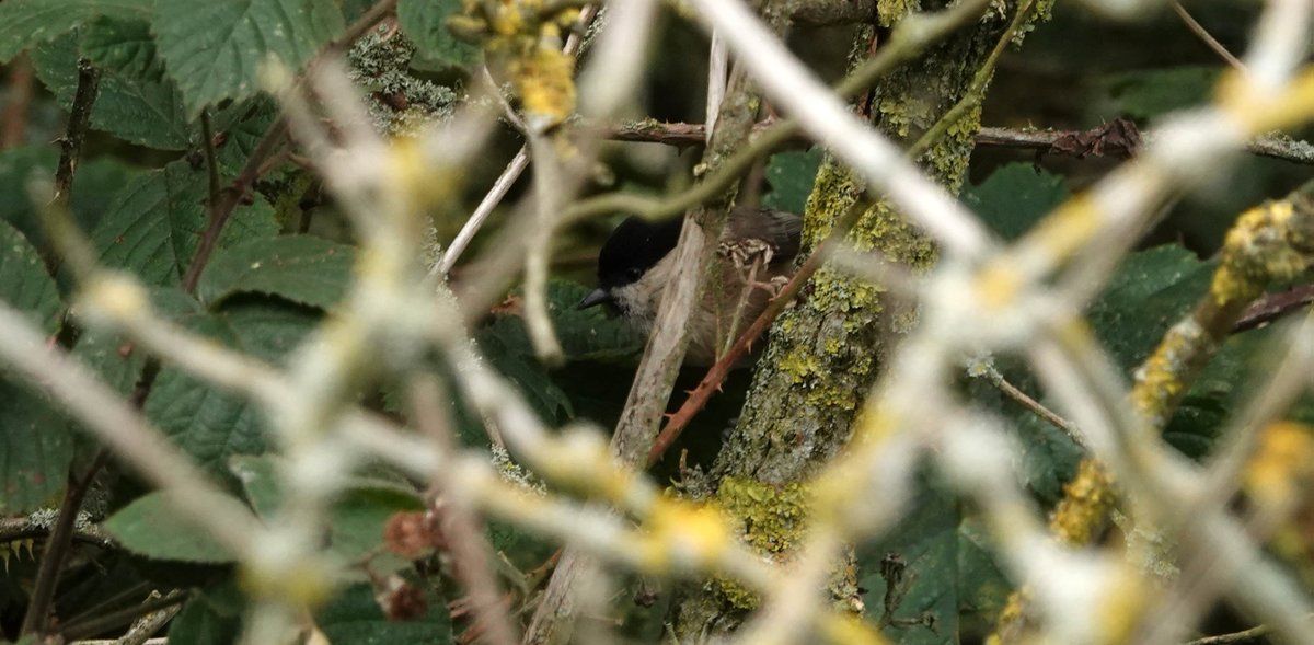 Nico1ame's tweet photo. Good views but difficult to photograph #notquickenough But just about got one of the 2 willow tits at Scout D in focus today...A regular sound on my walks around here at the moment #goodnews  @Barnsleybsg @Hudds_BWC @MartinW13347937 @GeoffCarrEco @YoungStandPipe https://t.co/QVyCV6KP6H