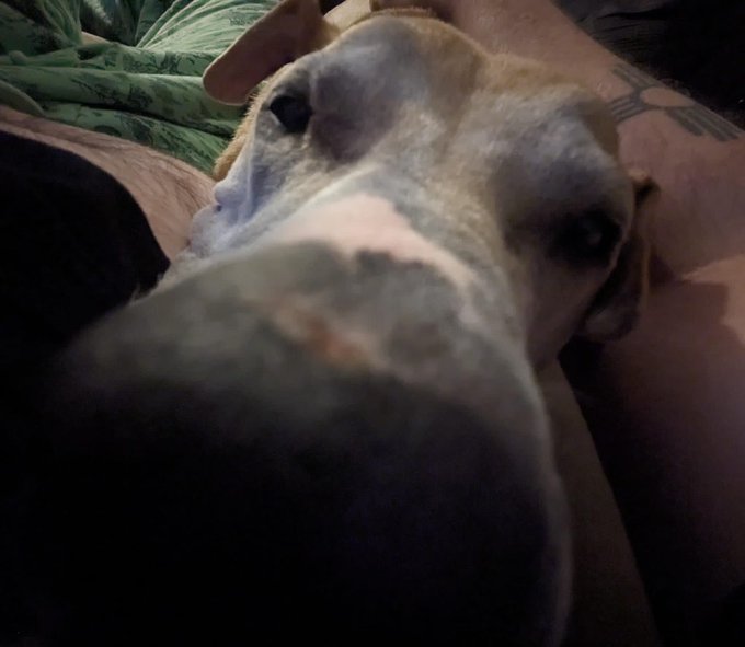 GM very long snoot morning https://t.co/OMCgSIo1XF