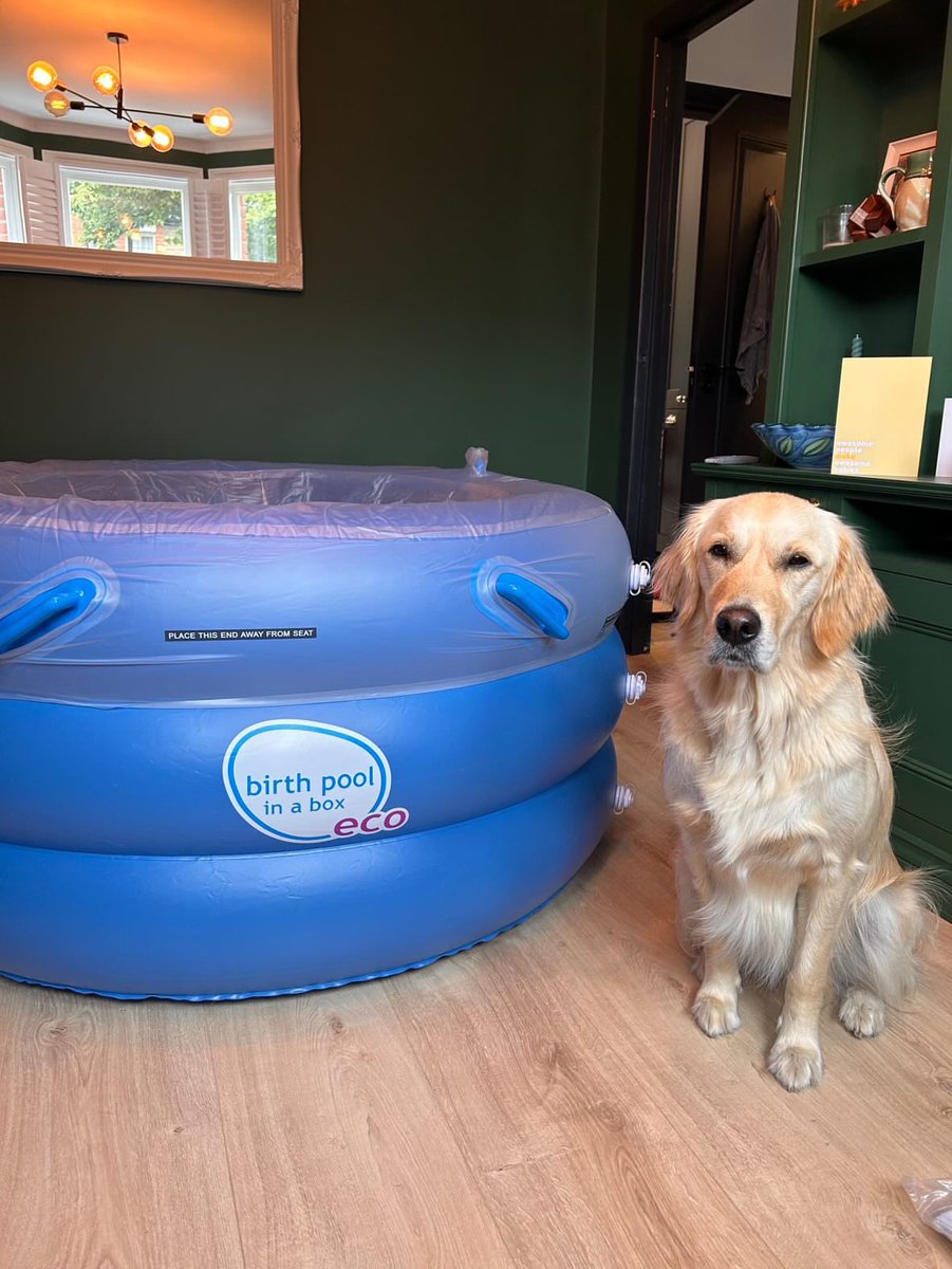 When done safely and thoughtfully, having dogs around during a home birth can contribute to a more positive and emotionally supportive birthing experience 🐶 

Do you agree? 👍

#birthpool #birthpoolinabox #dogsatbirth #homebirth #waterbirth #dogsofinstagram