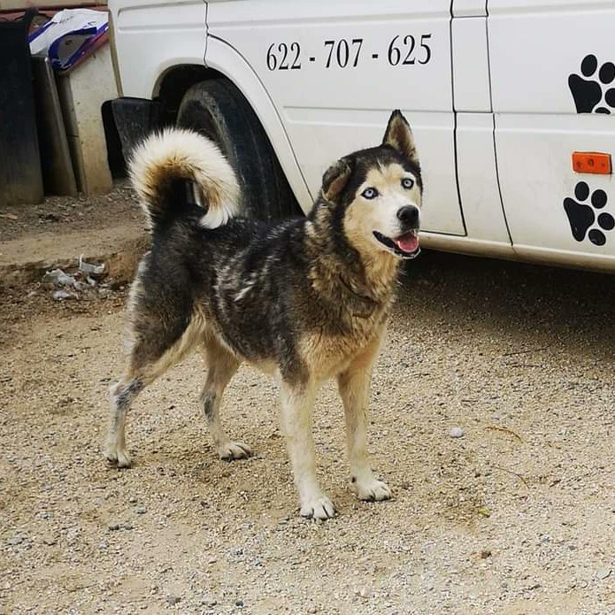 SosAbuelos1's tweet photo. Te volvemos a difundir,suerte pequeña!!!
‐---------
Laika es una preciosa husky de 10 años que toda su vida ha estado encerrada en un pequeño corral llena de suciedad, acostada sobre sus heces y en muy malas condiciones, por suerte los vecinos nos avisaron y pudimos rescatarla de ese infierno, ahora está en el refugio, encerrada en un chenil y aunque ya está cuidada pero necesita un hogar, conocer el cariño de una familia que la cuide como ella se merece,no puede pasar más tiempo encerrada, no es justo para ninguno pero quizás menos para ella,
Es una perra que físicamente está bien para nada mayor

 refugiosanjorge@gmail.com
Esta en Cáceres.