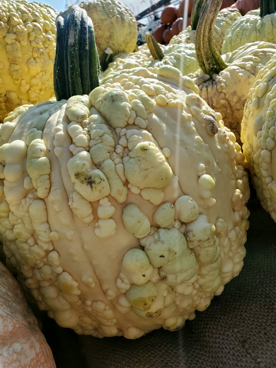 bloomingardener's tweet photo. Before Halloween, pumpkins can be used in your Fall decor, enhancing the season's natural beauty with their rich, earthy hues & textures. #thebloomingardener #falldecor #pumpkins #localgreenhouse #fallpumpkins #falldecorating #yqgbusiness #itsfallyall #decorateforfall #YQG https://t.co/rimCjs8DCk