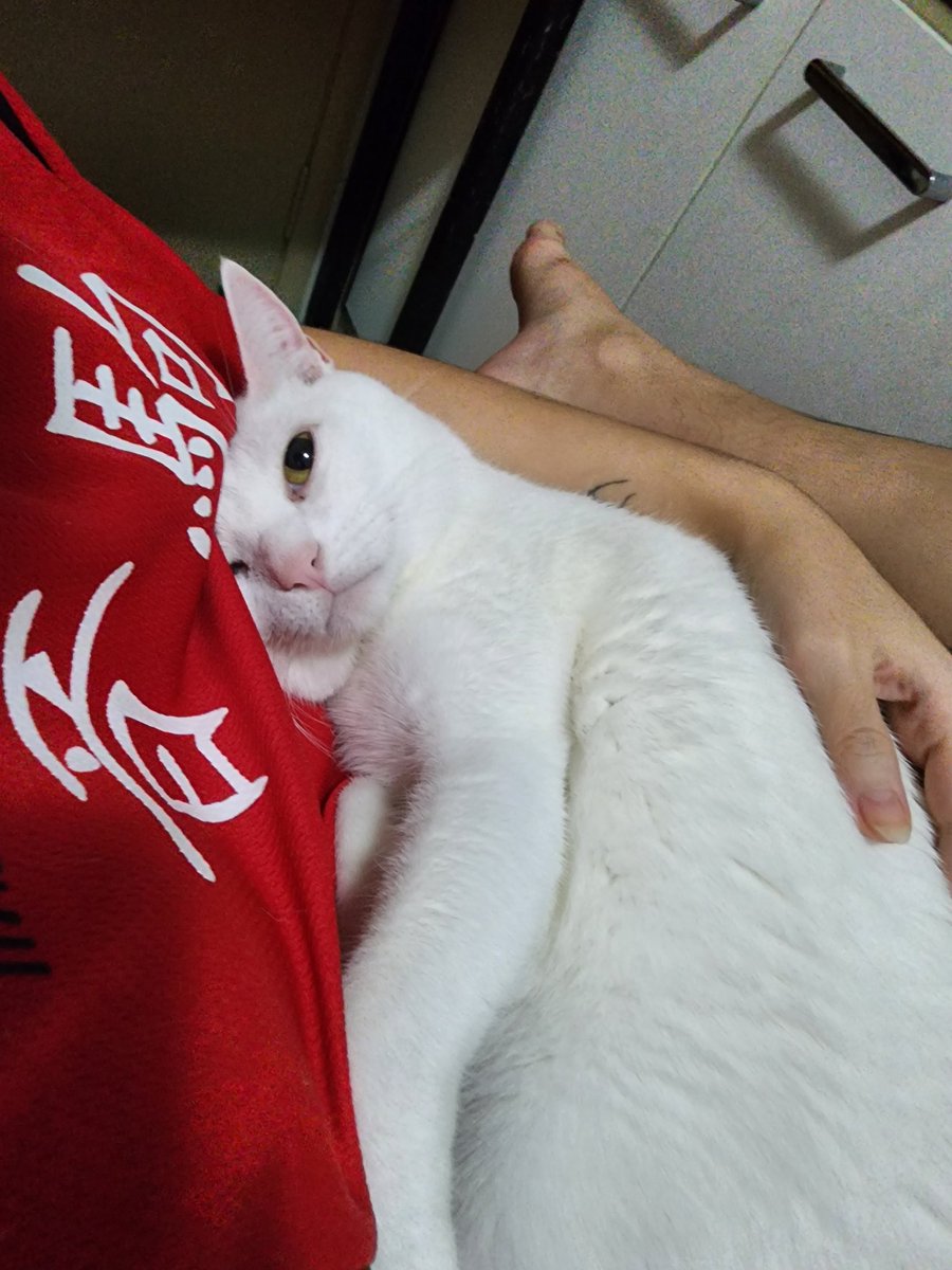 BOOyfriendly's tweet photo. CLASSIFIQUE SEU PET 

raça: gata branca (?)
nome: Enola
beleza: 500/10 
inteligência: 2/10
raiva: 0/10
já mordeu alguém: JAMAIS!! Uma lady
apelido: goida, bola de pelo, filhota, bolinha, princesinha https://t.co/AfY1LqNjkI