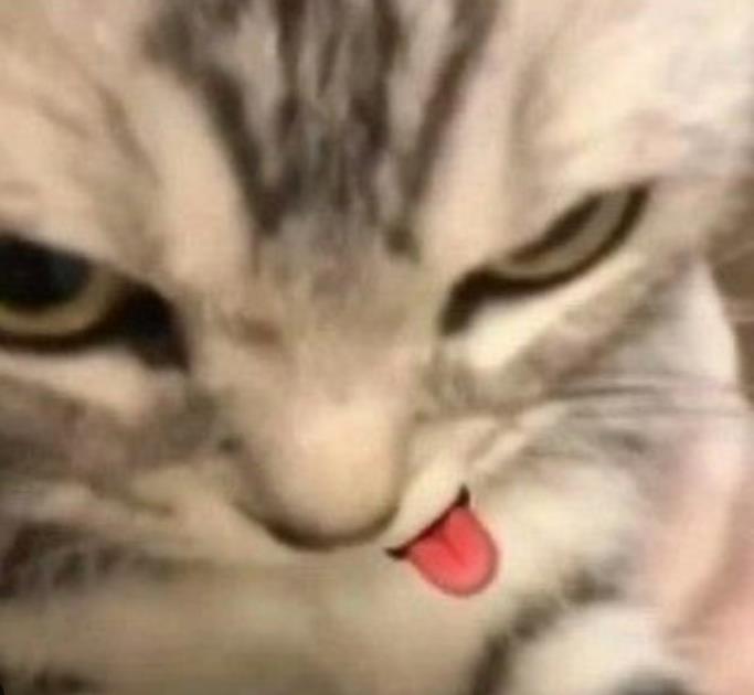 SPC Card tweet media