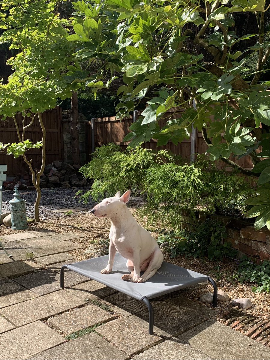 jago_girl's tweet image. Copi having a rare moment of independence from being my second shadow #slowprogress