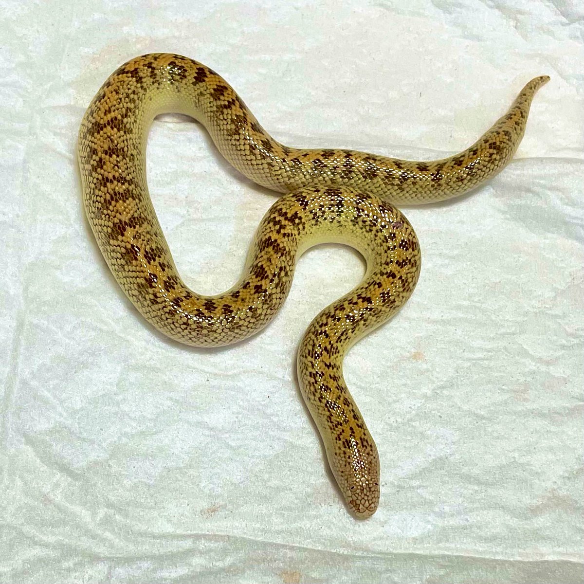 本日もかわいい…❤️

#ホシニラミスナボア