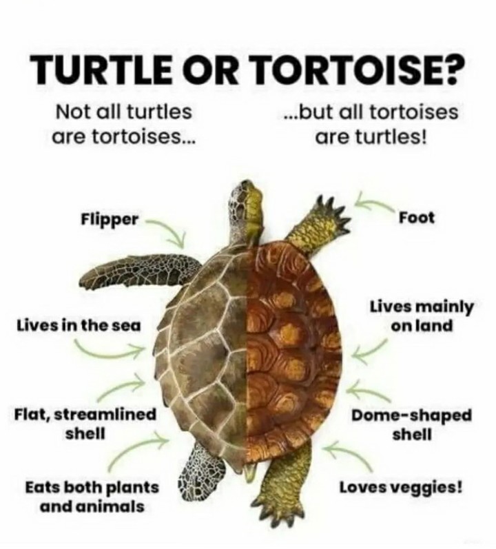 The Cooter King tweet media