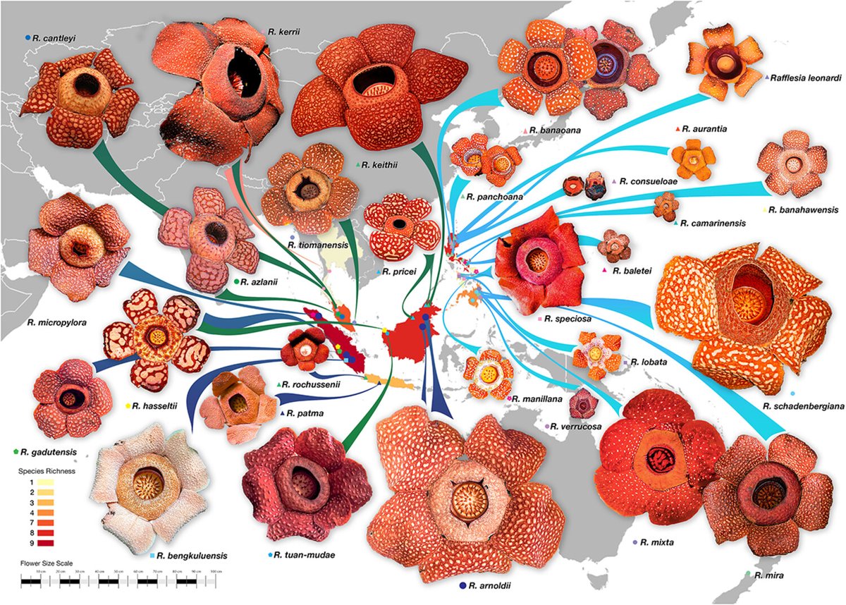 Wiley Plant Science (@wileyplantsci) on Twitter photo #Rafflesia, the world's largest flowers, are under threat. 🌺🌿
Most of its 42 species are at risk of extinction, but only one is protected. Stronger conservation efforts are needed to save these remarkable blooms. 👇 ow.ly/T0SJ50POnJq
@plantpplplanet <a href="/NewPhyt/">New Phytologist</a> #Rafflesia, the world's largest flowers, are under threat. 🌺🌿
Most of its 42 species are at risk of extinction, but only one is protected. Stronger conservation efforts are needed to save these remarkable blooms. 👇 ow.ly/T0SJ50POnJq
@plantpplplanet <a href="/NewPhyt/">New Phytologist</a>