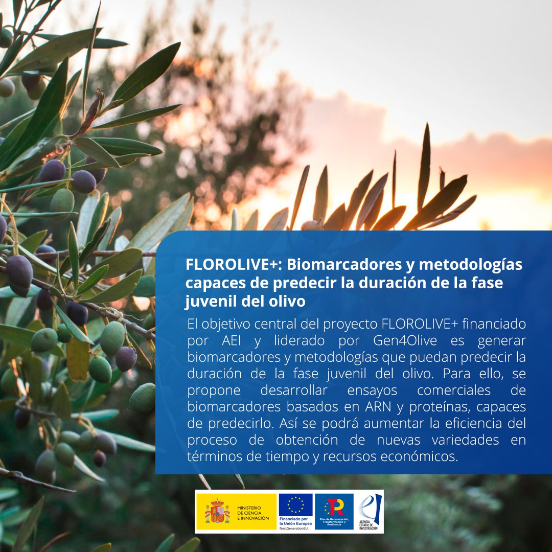 🔬 Este proyecto financiado por #AEI y liderado por <a href="/Gen4Olive/">GEN4OLIVE</a> tiene como objetivo generar biomarcadores y metodologías que puedan predecir la fase juvenil del olivo, así podrán aumentar la eficacia en tiempo y economía 🌿

Más info 👉 bit.ly/3On8vof

#fondoseuropeos