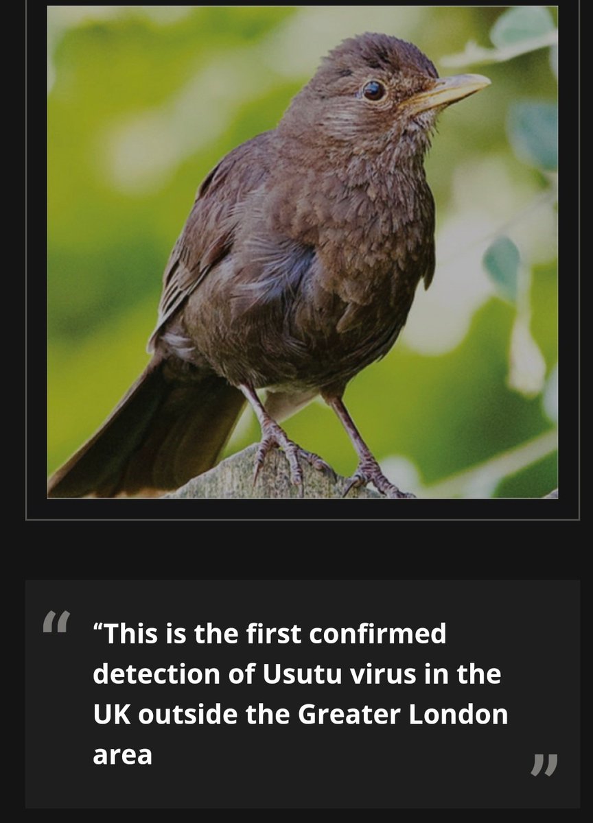 We @APHAgovuk @ZSLScience are reporting the first USUV detection in a wild bird outside Greater London in the UK. If you see a sick or dead garden bird, please report it to gardenwildlifehealth.org @wildlife_health @Vet_Record bvajournals.onlinelibrary.wiley.com/doi/10.1002/ve…